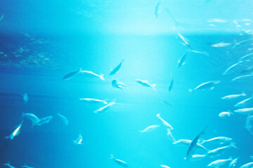 Obraz premium School of fish swimming in clear blue water with sunlight filtering through, underwater scene