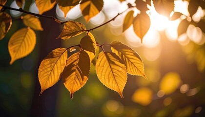 Fototapeta premium Autumn leaves bathed in sunlight