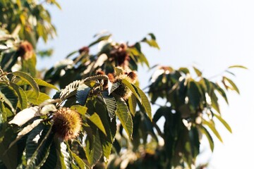 Close-Up of Chestnut Tree Branches with Spiky Burrs and Green Leaves Under Bright Sunlight
