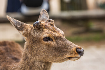 Close-up portrait of a young Sika deer with small antlers in Nara Park, Japan.  Its soft brown fur...