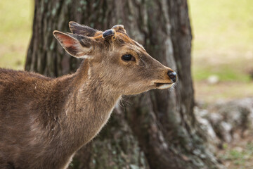 Close-up profile of a young Sika deer in Nara Park, Japan. Its soft brown fur and velvet antlers are visible against a blurred tree trunk background.  A peaceful wildlife scene.