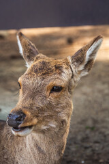 Close-up portrait of a young Sika deer, showcasing its soft fur and expressive eyes.  The image captures the animal's gentle nature in a natural setting.  Perfect for nature documentaries or