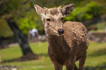 Close-up of a young Sika deer in Nara Park, Japan.  The deer has short antlers and looks directly at the camera.  It's a sunny day with a blurred background of trees and people.