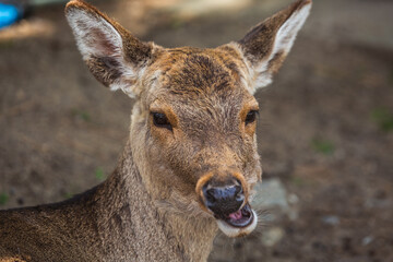 Close-up portrait of a young Sika deer, showcasing its expressive eyes and slightly open mouth. ...