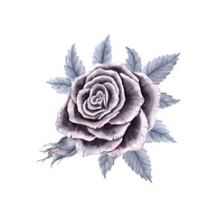 A white rose with leaves and a bud in gray tones isolated. Handmade watercolor illustration.