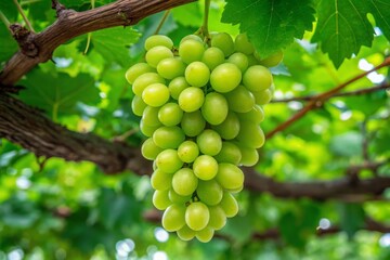 Abundant green grapes hang from a vine, promising a harvest, showcasing the vineyard's bounty and the beauty of fresh, natural fruit.