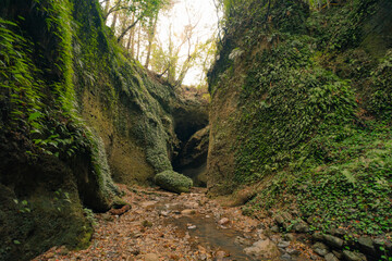 Masses of Fern at Ioki-do, Aki, Kochi, Japan
