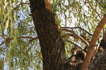 Squirrel Climbing on Tree Trunk Among Green Leaves on a Sunny Day
