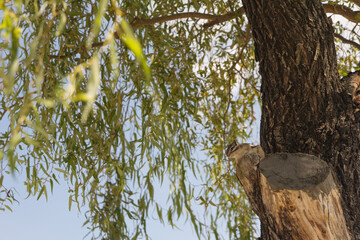 Chipmunk perched on a tree trunk under drooping willow branches against a clear sky
