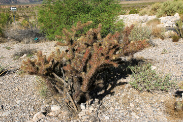 Unique Desert Plant With Vibrant Colors in Arid Landscape