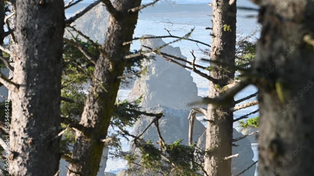 Aufkleber sunlight filters through a dense forest of tall evergreen trees with mountains faintly visible in th