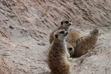 Group of meerkats gathered on rocky terrain, some sitting upright and alert
