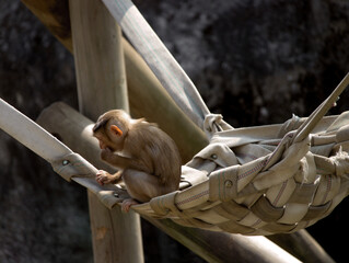 Young monkey sitting in a woven hammock made of straps, resting under natural light in a zoo or...