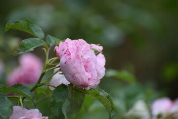pink rose in the garden