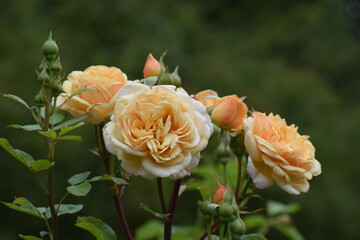 orange rose in garden