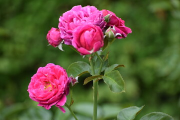 pink roses in garden