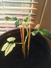 young cherry tomato sprouts in a pot