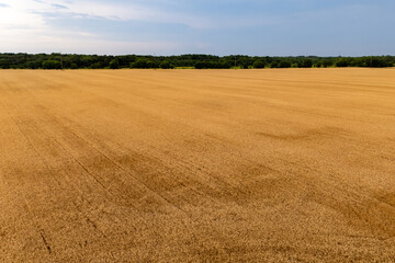 Field of wheat swaying in the wind.