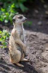 Meerkat stands alert on sandy ground with green foliage in the background.