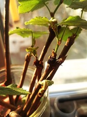 young green shoots of grape twigs