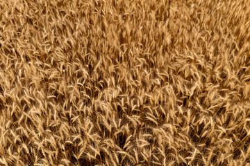 Golden wheat field in the fall.
