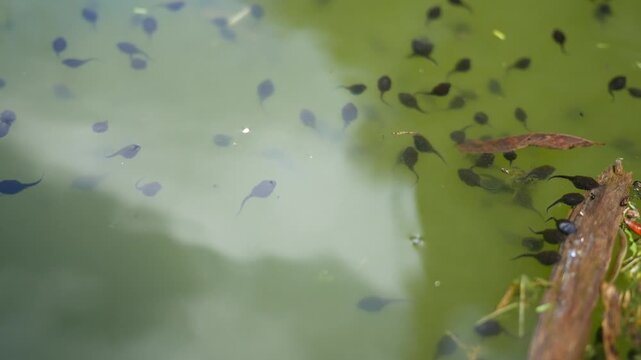 Frog Tadpoles Swimming in Murkey Green Pond 