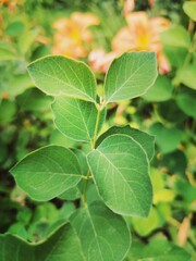 close up of a green plant