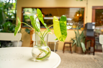 Green variegated philodendron leaves in a clear glass vase on a white table in a cozy indoor garden café setting with warm tones. © Yellow Boat