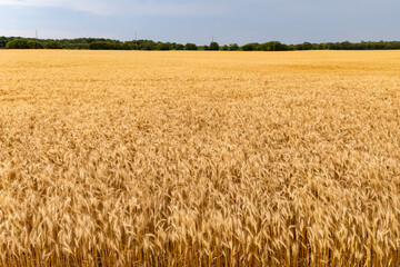 Golden wheat field under clear blue sky.