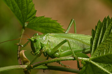Gr&uuml;nes Heupferd in Seitenansicht