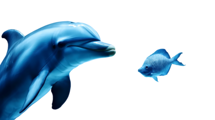 Playful Dolphin and Fish