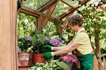 Gardening joy in a lush greenhouse as a senior woman nurtures colorful blooming plants