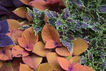 autumn leaves on the ground