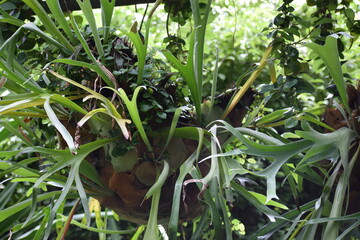 plants in the garden
