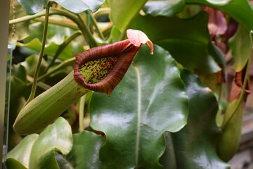 flower in the garden