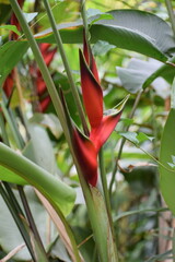 red and yellow flower