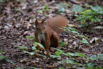 squirrel in the forest