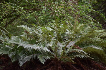 fern in the forest