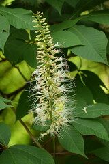 caterpillar on a branch