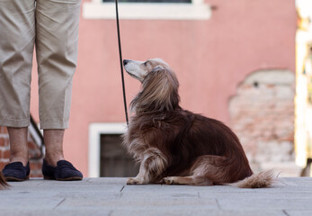 Teckel dog sitting on the street in Venice looking up tenderly to his owner