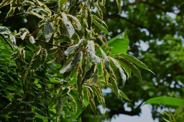 close up of green leaves