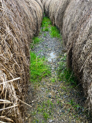 Muddy pathway between large round hay bales on a damp farm field