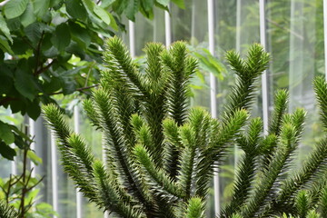 green fern leaves