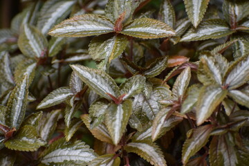 close up of green tea leaves