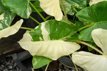 Close-up of variegated philodendron leaf with green and cream patterns, fresh tropical foliage detail for botanical design, natural home garden decor concept.