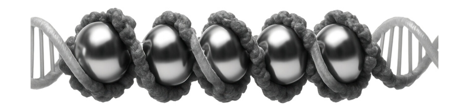 Condensed chromatin structure with densely packed nucleosome clusters