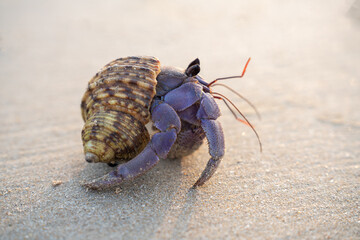 Close-up of a purple hermit crab with striped shell on sandy beach. Detailed texture and natural colors perfect for wildlife, marine, and coastal nature themes.