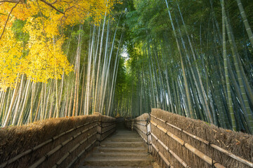 View of stone steps ascending through a vibrant bamboo forest, where golden leaves meet the towering green stalks, creating a tranquil path, Kyoto, Kyoto, Japan.