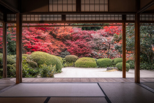View of vibrant red and green foliage in a meticulously manicured garden, framed by the serene interior of a traditional Japanese home, Kyoto, Kyoto, Japan.