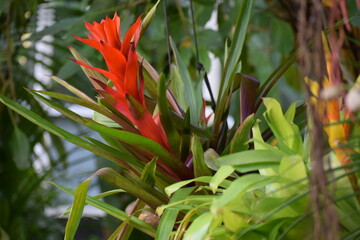 red and yellow flower